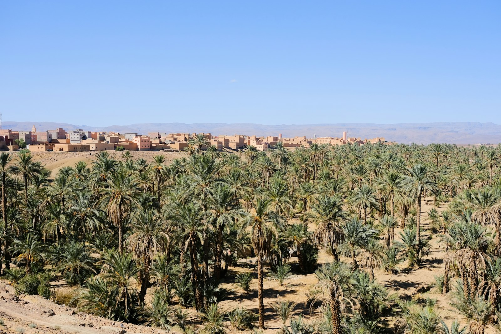 Palm trees in a desert landscape with buildings