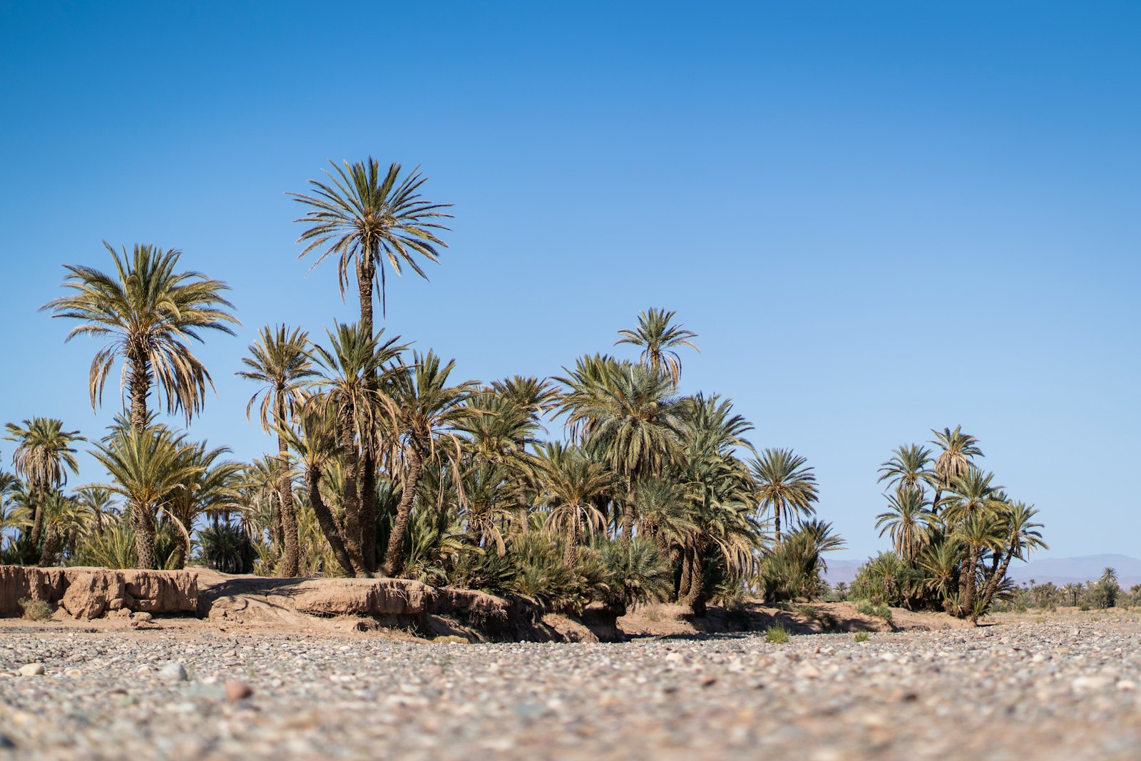 a group of palm trees