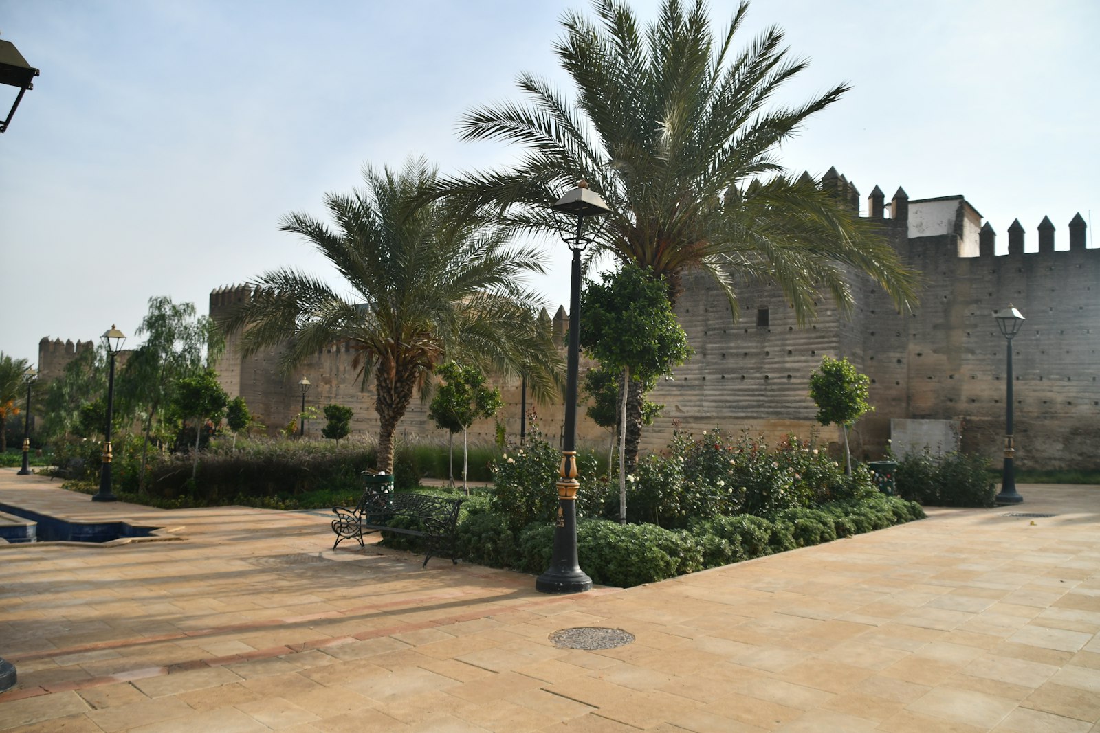 a palm tree in front of a stone wall