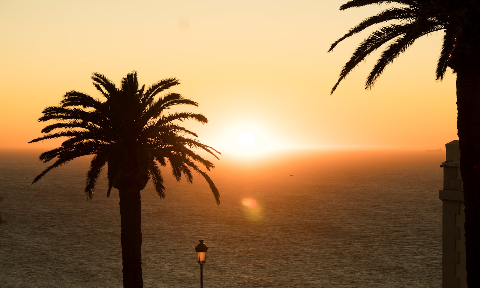 A couple of palm trees sitting next to the ocean