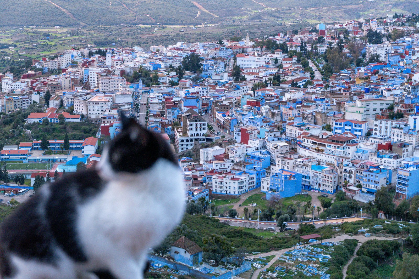 Black and white cat overlooks a blue city.